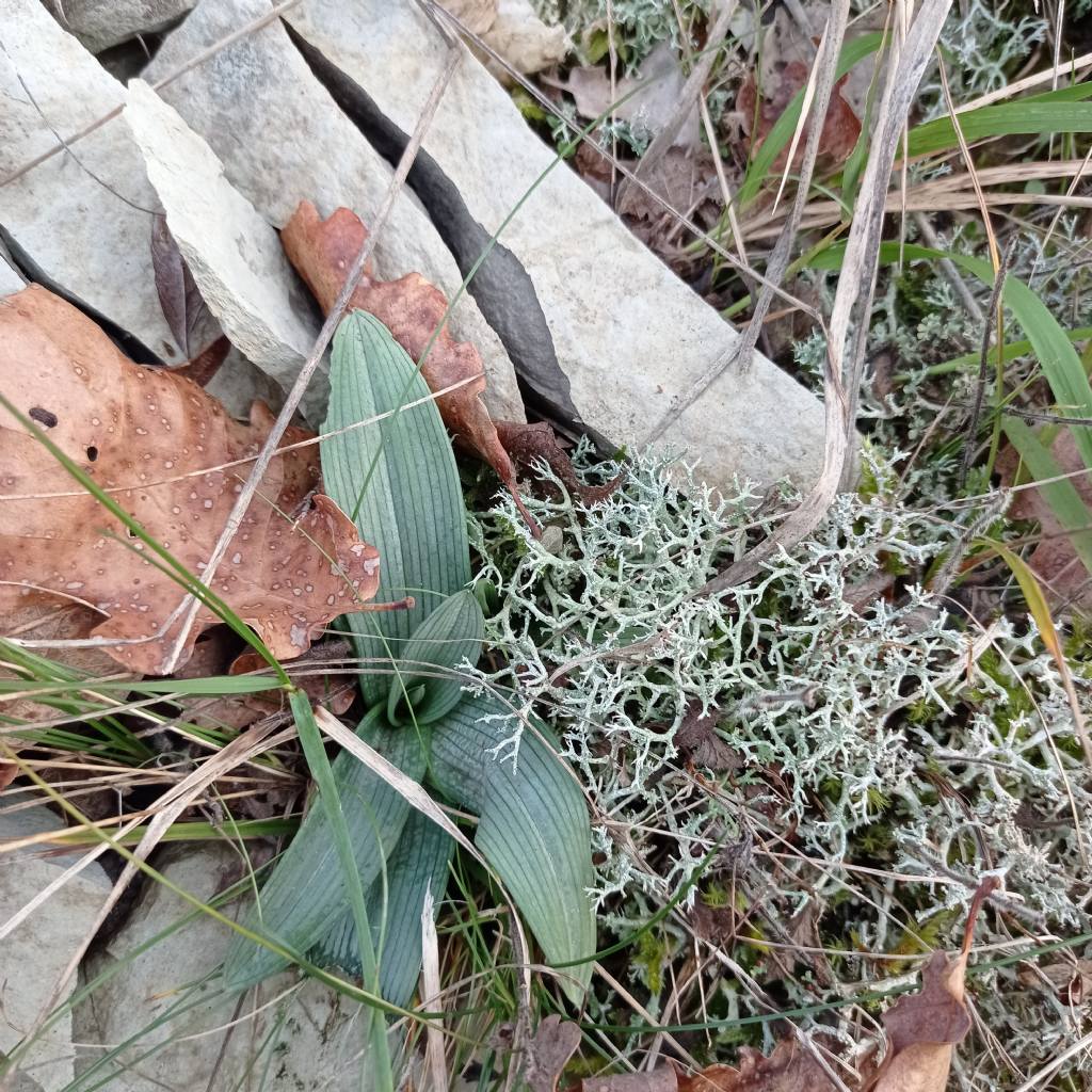 ophrys da identifcare